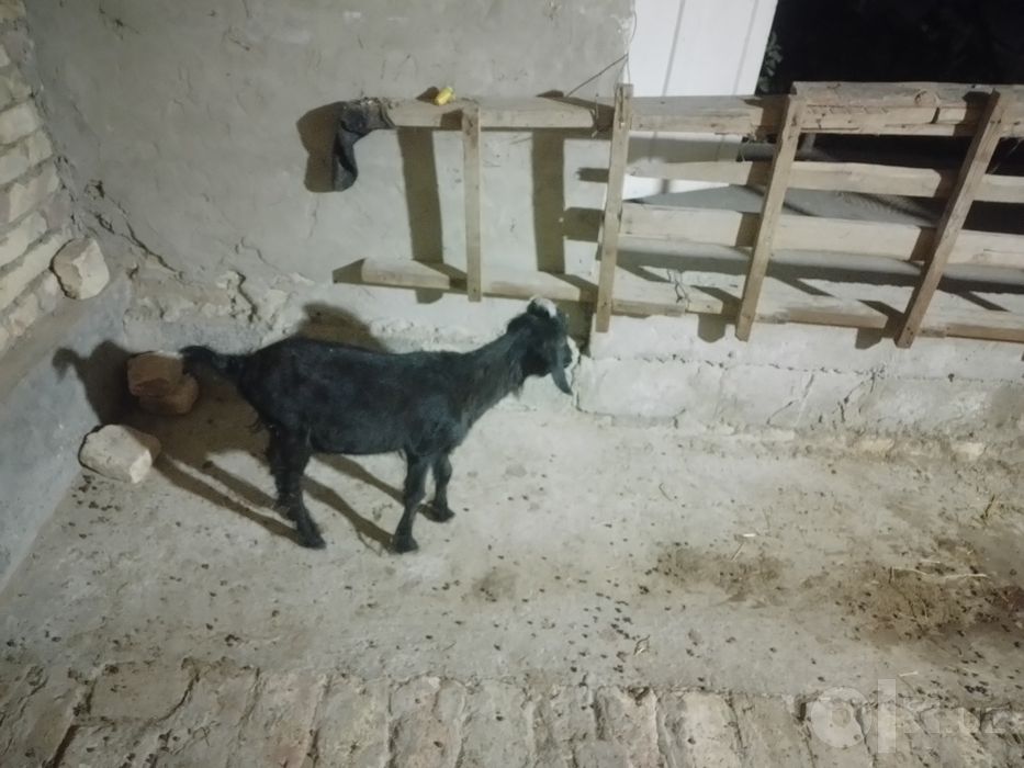 Sarkacha sotiladi  bichilgan