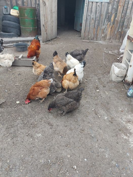 Яйцо инкубационное