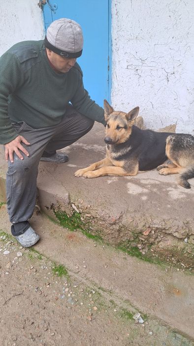 Немецкая овчарка