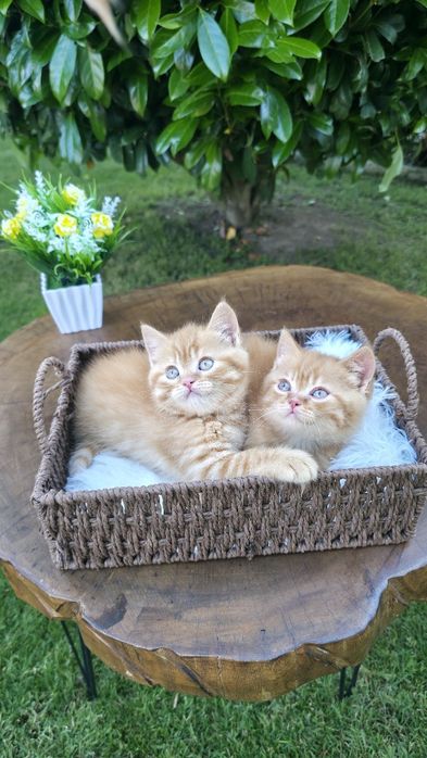 Британки,British,Cinnamon, Chocolate, Red,Cinnamon Tortie