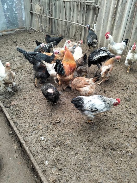 Птица Тауық Қораз