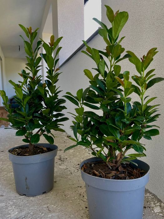 Leylandi/Laur/Photinia/Thuia