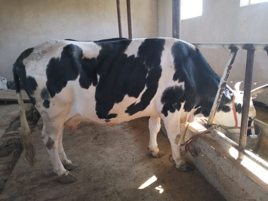 Семіз сиыр сатылады