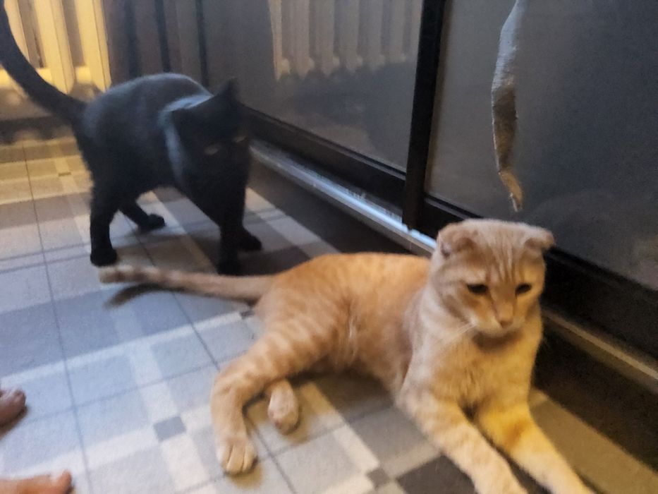 Отдаем кота и кошку, в добрые руки