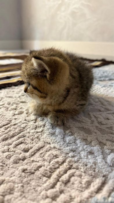 шотландская прямоухая кошка