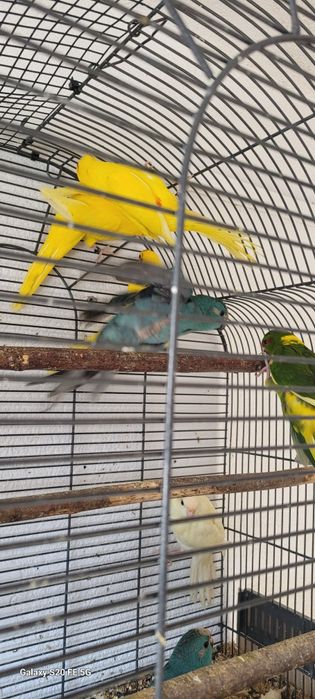 Papagali peruși,kakariki printesa de wales