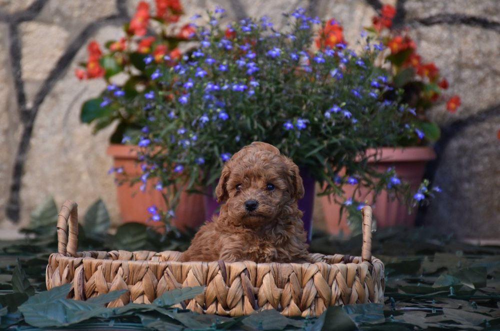 Той пудел (Toy poodle) Пудел Той (Poodle Toy)