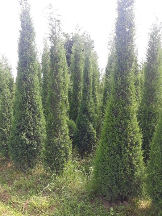 Арча Можжевельник