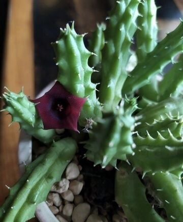 Срочно продаётся Гуэрния