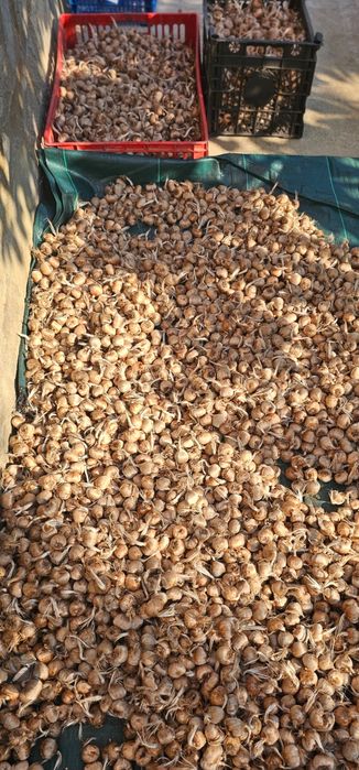 Bulbi de șofran /șofran pur