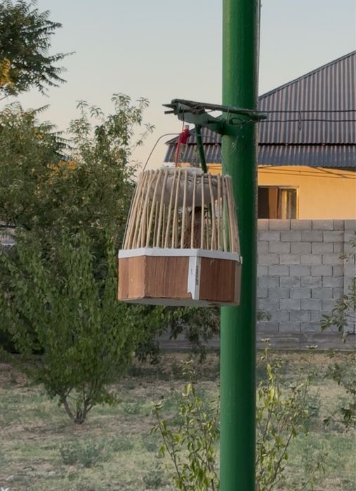 Перепелка италия продам