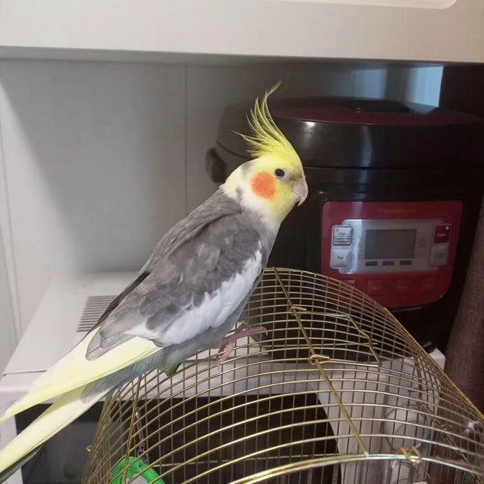 Попугай Корелла читайте внимательно