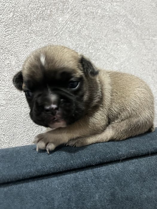 Щенки Француского бульдога