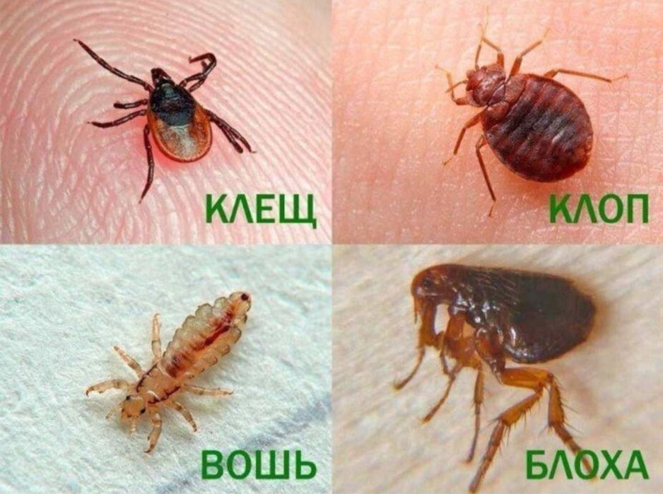 Дезинфекция хизмати 24/7 навоий