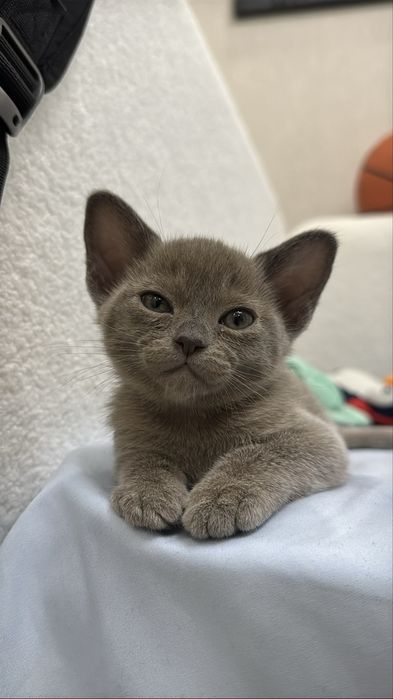 Бурманские котята