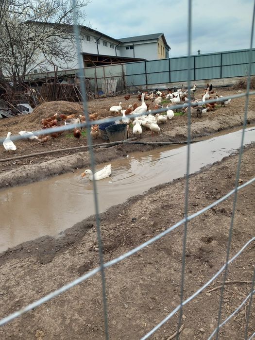 Vând 20 de rațe și gâște + ouă de rața