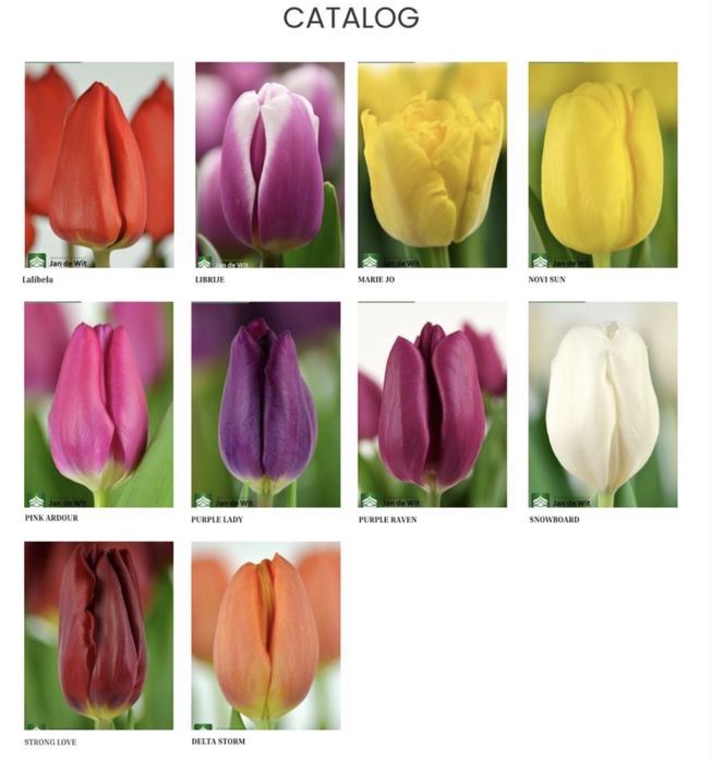 Тюльпаны от Теплицы | Алматы | Опт и Мелкий Опт