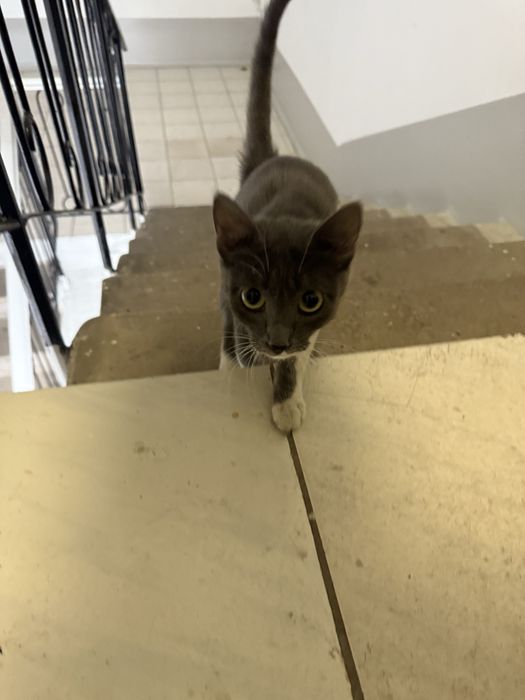 Котенок ищет дом