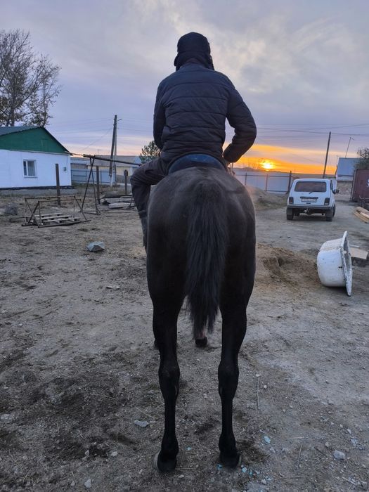 Айгыр пушка! мощный