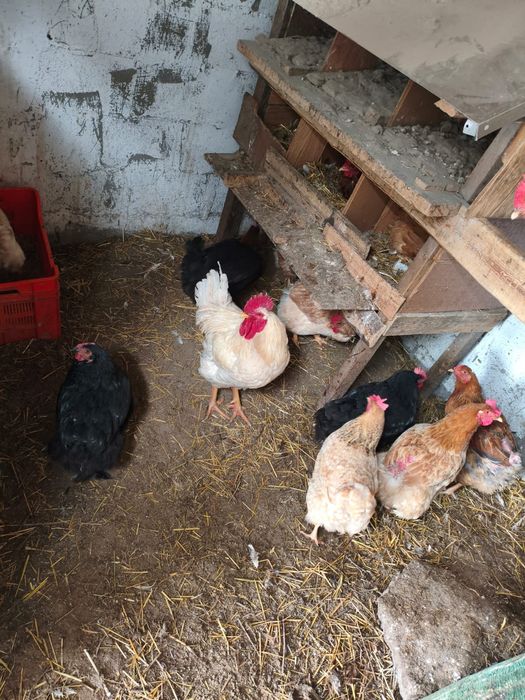 Инкубационные яица домашних кур