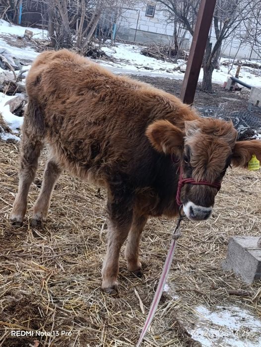 Таналар сатылады