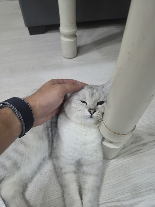 Британский шинщила девочка