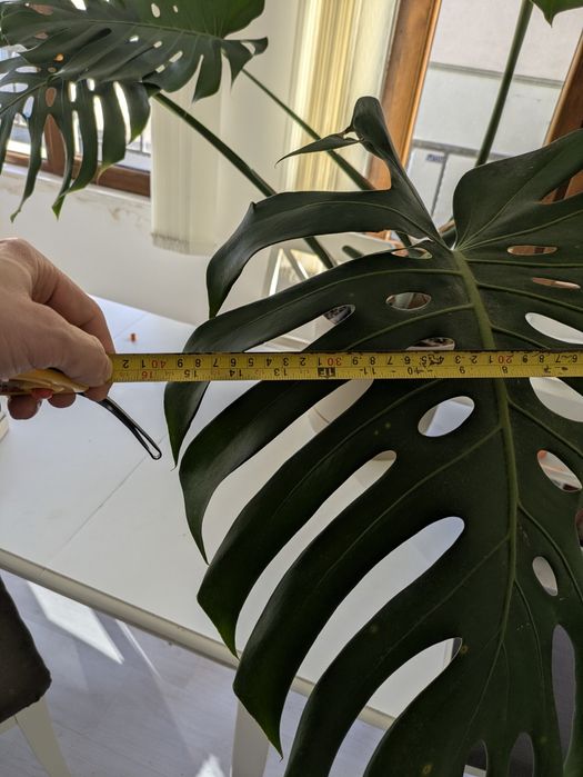 Монстера делисиоза