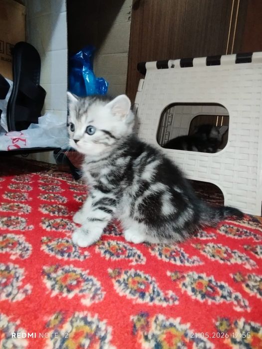 Продаються шотландские Котята