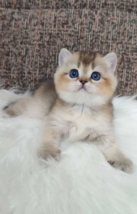 чистокровный котенок скотиш страйт золотой текированая 1.5 мес девочка