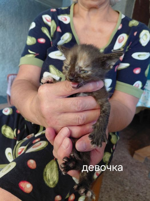 Отдам котят в самые добрые руки
