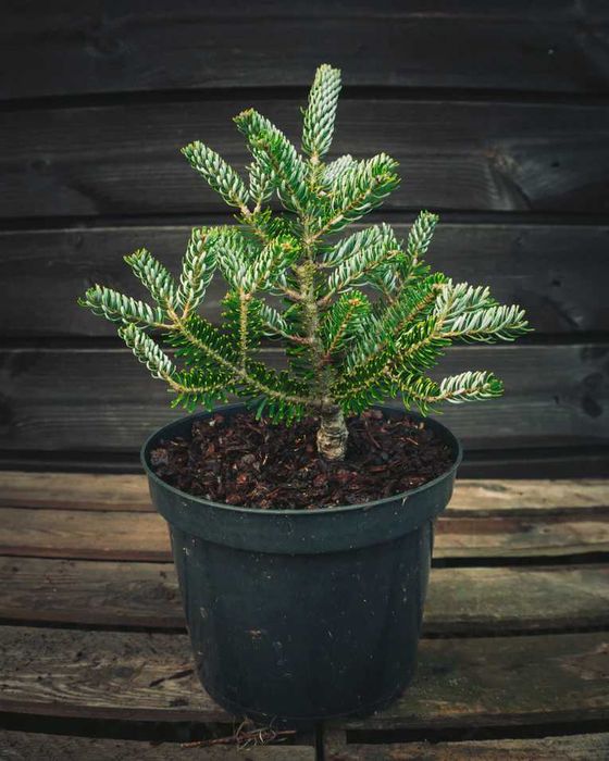 Brad argintiu Picea Glauca brad korean