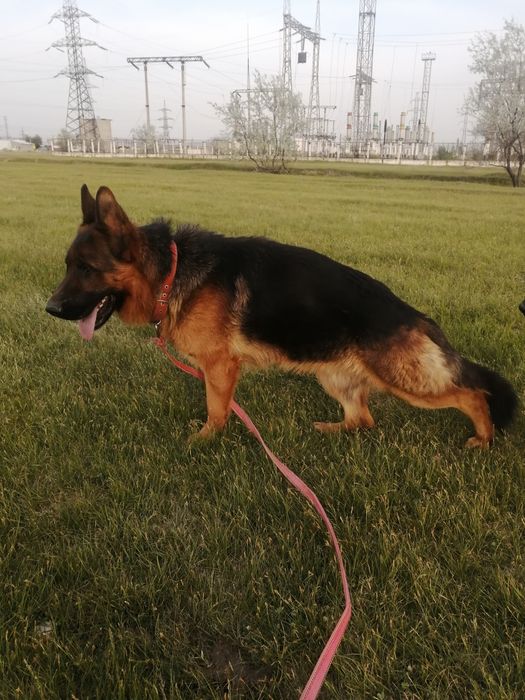 Вязка! Крупный немец. Не продажа!