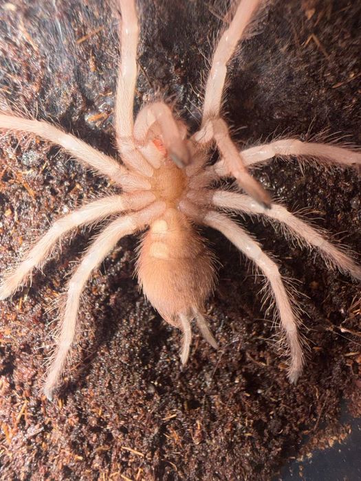 Паук птицеед Lasiodora parahibana малыши