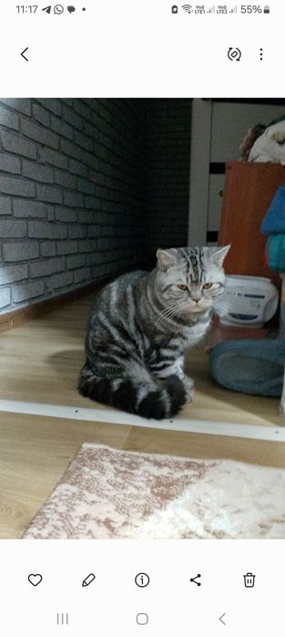 Продам  чистокровных Британцев