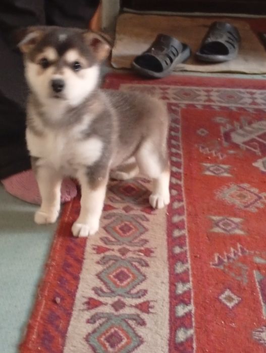 Продам Хаски щинка