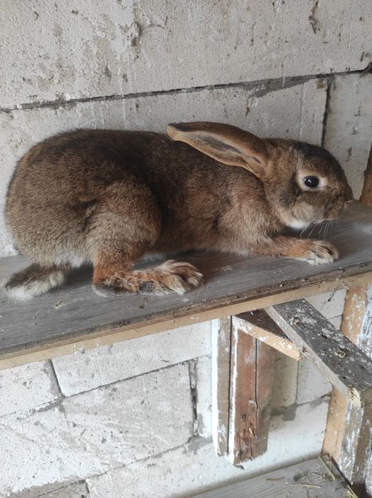 Iepuri pereche de vânzare