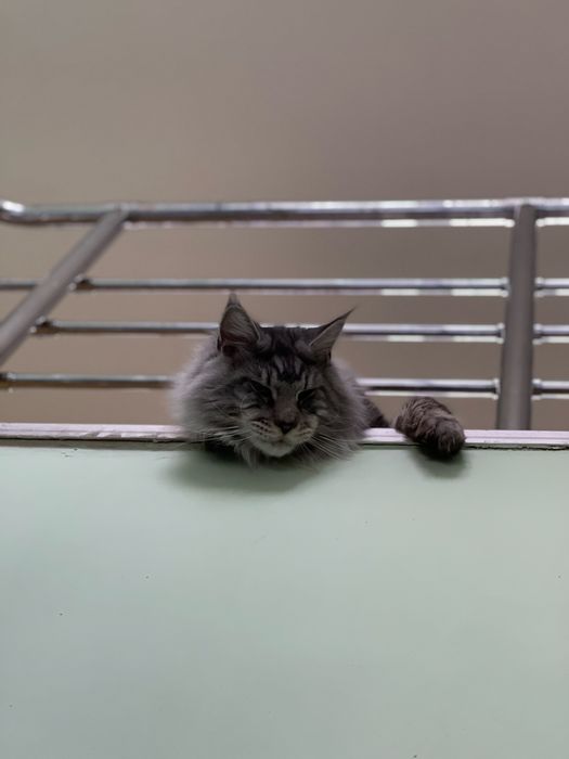 Меин Кун на вязку