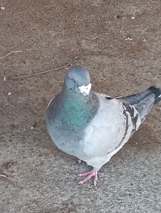 De vânzare trei perechi