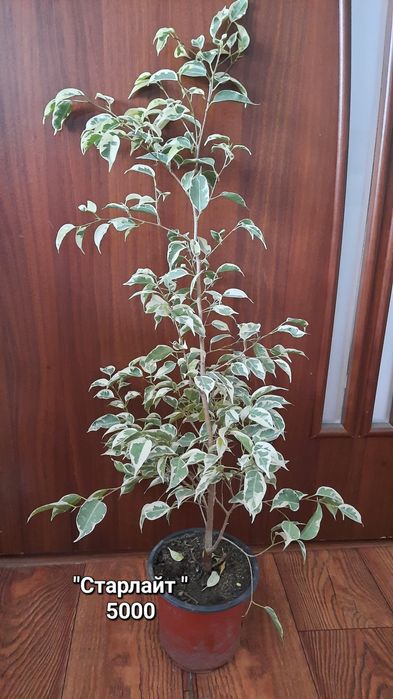 Фикусы.  различных сортов.