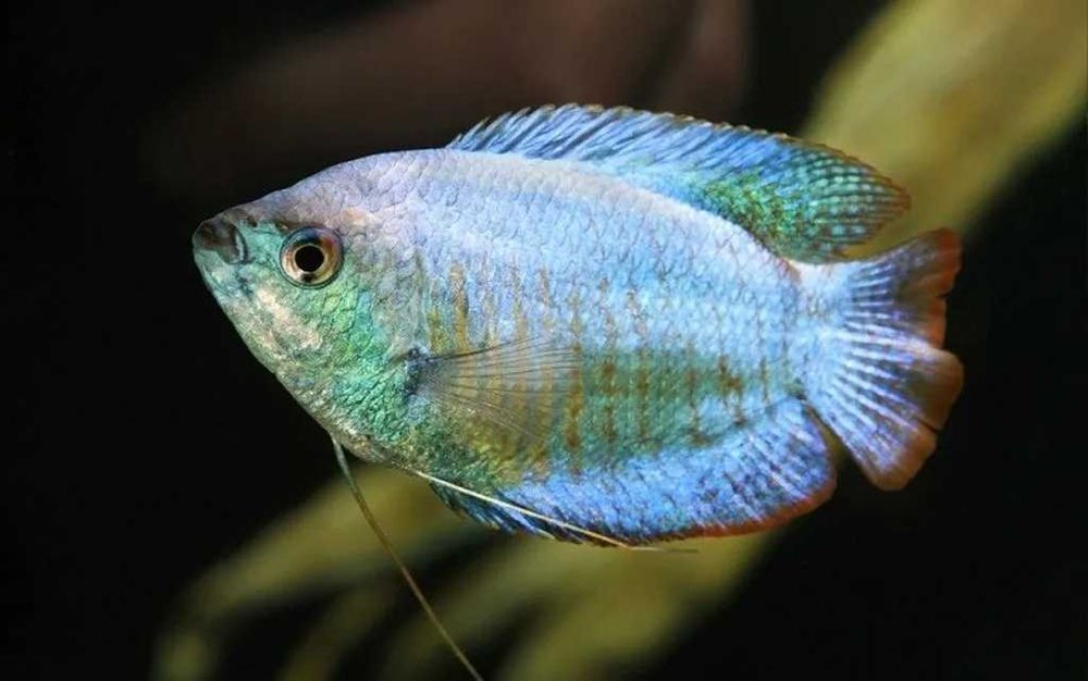 Аквариумная рыбка "Лялиус"