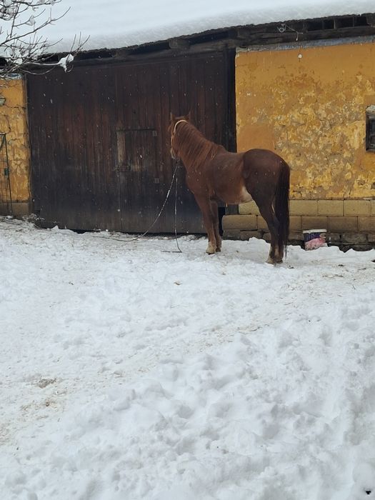 De vânzare armăsar