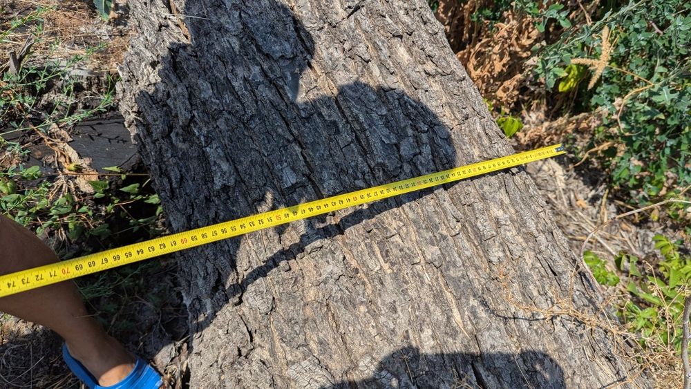 Орехово дърво 7 м + клони – с. Мерданя