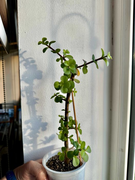 Портулакария афра