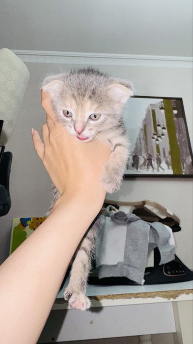 Продаются котята