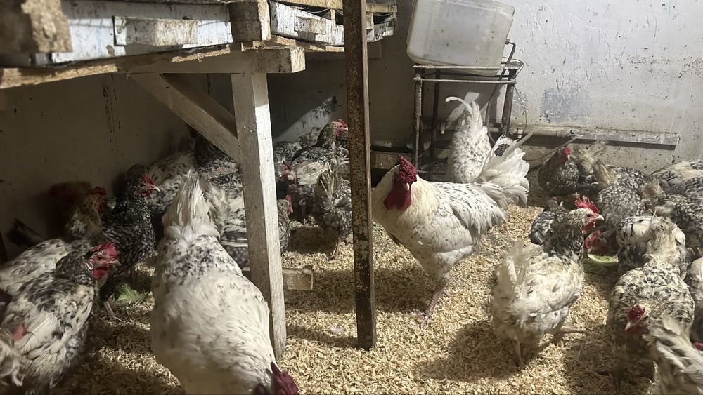 Продам инкубационные яйца пушкинская