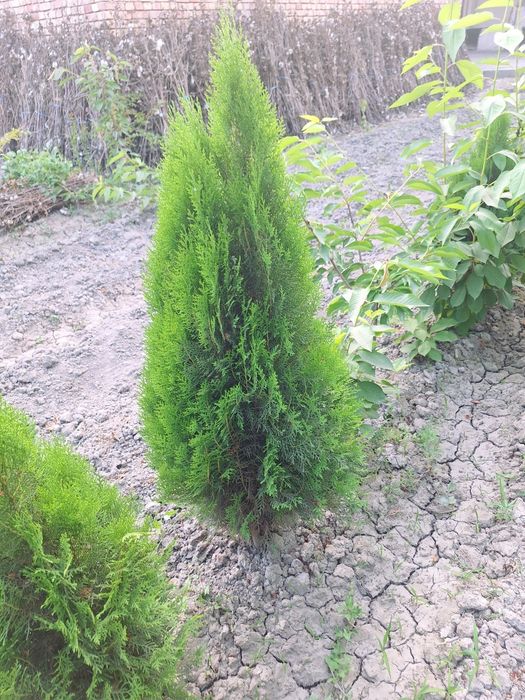 Туя книжный. Туя компактный