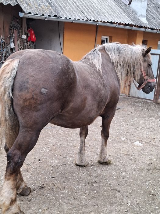 Vând iapă de 8 ani 175 la grebăn
