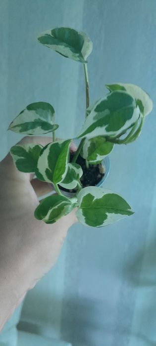 Сциндаптус Неон и нджой