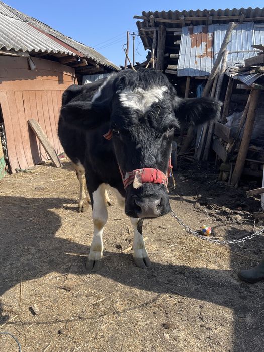 Vand vaca in varsta de 4 ani gestanta in 6 luni