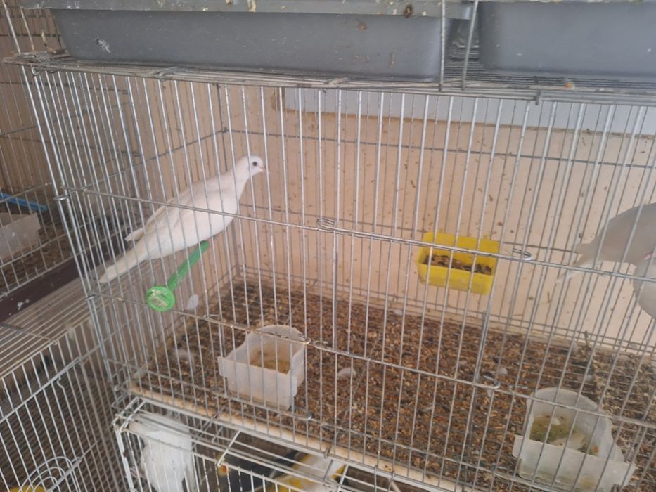 Смеющие горлицы белые